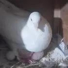 دجاج وديوكة بط حمام