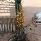 نخيل مثمره للبيع
