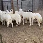 للبيع ( حري - سواكني ) يوجد ذبح وتوصيل