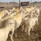 غنم حريات خالفات