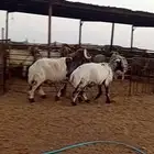 2 فحل طيبات للبيع السند سديس