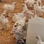 البيع مستعجل صاحب المزرعه مسافر