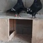 ازواج شاميه..حقل