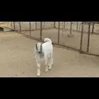 تيس فحل عارضي أبيض العمر 5 شهور مشروط من جميع العيوب