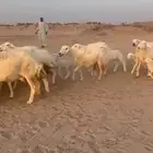 غنم حريات خالفات