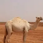 بكره وضحاء كفووو