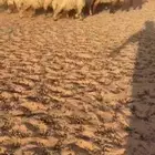 جذعات نعيم