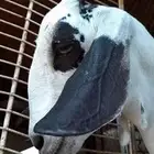 جفره بيشيه صنف