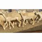 غنم حريات رخال جدعات
