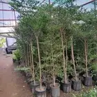 مشتل تنسيق حدائق التركيب الشجار وشمل شبكات اري