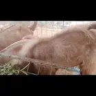 سلام عليكم بسم الله ماشاء الله للبيع أربع ماعز 3 تيوس 1جفره