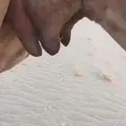 منيحه كفو اكبر طاسه