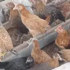 دجاج بلدي