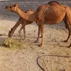 خلفه ثنيه للبيع