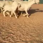 غنم نجد تم البيع