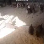 صوص بلدي للبيع