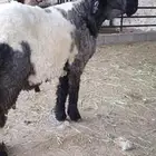 فحل نعيم صنف فاخر من لآخر لون جبار طرف للبيع