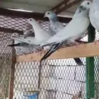 حمام باكستاني وحشي
