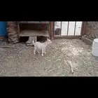 تيس قزمي داغور