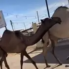 بكره مفروده دبيانه سومها 10 500