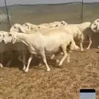 غنم حريات دفيع واصل عددها 60 غنم طيبه جرم كافية