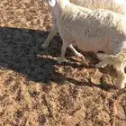 خرفان حري الجبيل