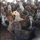 للبيع صيصان بلدي وفيومي شرط الصحه العمر شهر