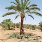 زيتون ونخيل