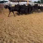 قبرصيات دلم