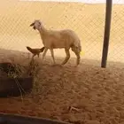 رخل حريه