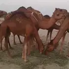 4 بكار دهم جذعات خلفات تم البيع