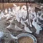 حمام فرنسي للبيع