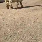 ثنيان طيبات للبيع من مراح بدوي