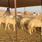 غنم حريات رخال