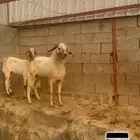 2تيوس بيشيات فحول صحتها سليمه