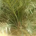 نخيل مثمره للبيع وتوصيل وغرس