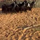 معزا عوارض تم البيع