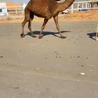 للبيع ضريبه شعلا كفو علي جميع الشروط