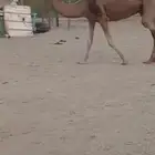 نياق مبيوع عيالها من 4500