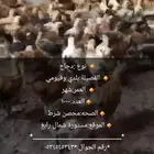 صوص بلدي وفيومي للبيع