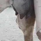 3 خلفات اباكير من 8 الاف