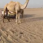 خلفه وضحا منيحه تم البيع