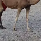 3 خلفات سواحل