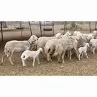 غنم حريات رخال