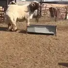 فحوله طيبه لون جبار طرف كسره راس طيبه للبيع