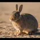 أرنب للبيع