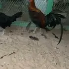 جوز تكسس المقاتل