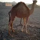 قعود سمين
