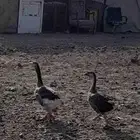 جواز واز