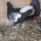 زوج بايملي..حقل